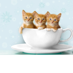 valeria cat