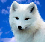Arctic Foxy corporation
