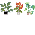 Plant Squad!!