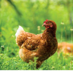 Chickenboi Studios