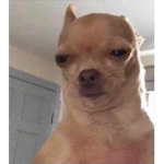 CHIHUAHUA HATERS >:(