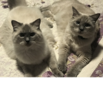 Real guests