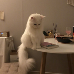 Yum yum kitty