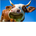 The Barn Cows