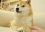 The doge gang members