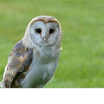 Derpy owl