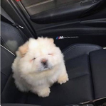 ChowChows4Life
