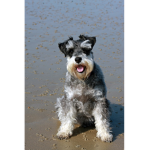 schnauzer dog group