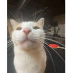 cat group fr