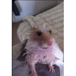My rat group were we are all rats