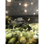 Avacado_the official turtle