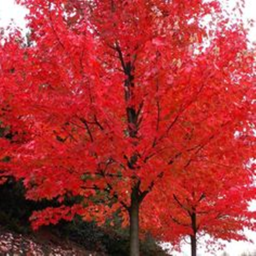 Maple Hotels