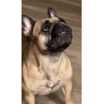 French bulldogs :)