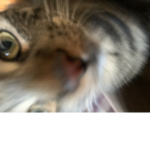 Millash