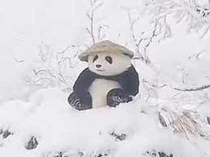 Pandu's UGC Roblox group icon