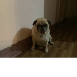Bruno The Pug Club
