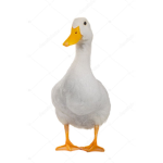 Ducky Group!!!!!!!!