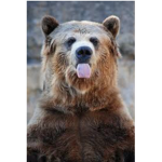 BÄR ARMY