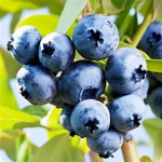 Blueberry Cult Squad