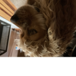 Biscuit loves people so much
