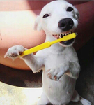 Puppy GOD!!!