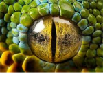Reptile Group Advanced