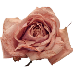 ·sweet·scent·
