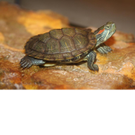 I Like Turtles :3