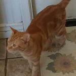 CAT TAC!