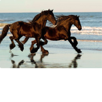 SeaHorses