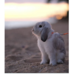 ~Bunny~Beach~