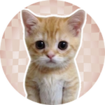 You Found El Gato
