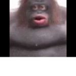 (-Gorilla-Gang-)