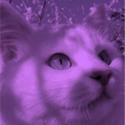 ʚɞ