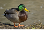 Duck Studios Development