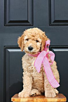 doggy name daisy doo