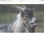 COOL G.O.A.T.S