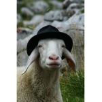 Chill Sheep