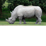 Rhino gaming