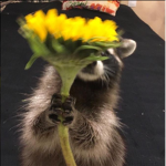 Raccoon Cult.