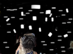 Pug lover’s