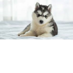 #Husky Bros