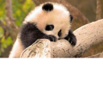 Panda Life