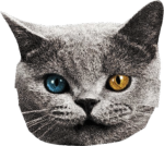 tap water cat