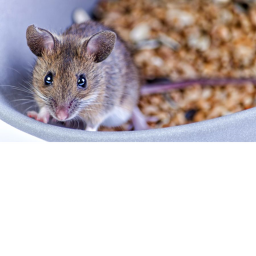 When you are a mouse........... icon