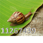 mollusks