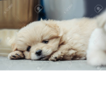 Puppies Eyes