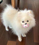 miumiuccia