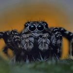 irka spider fam
