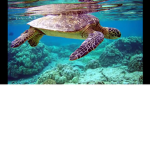 Turtles United Kingdom